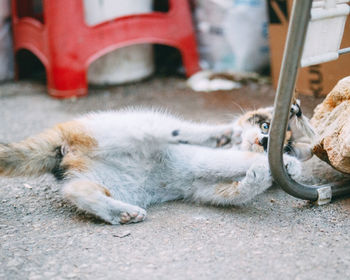 View of a cat lying down on street