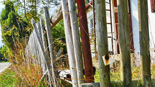 Bamboo trees in forest