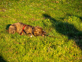 View of dog relaxing on field