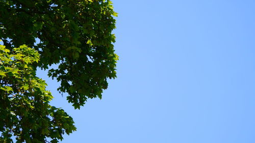 Low angle view of trees against clear blue sky