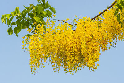 Low angle view of yellow flowering plant against sky