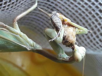 High angle view of lizard