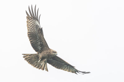 Close-up of eagle flying over white background