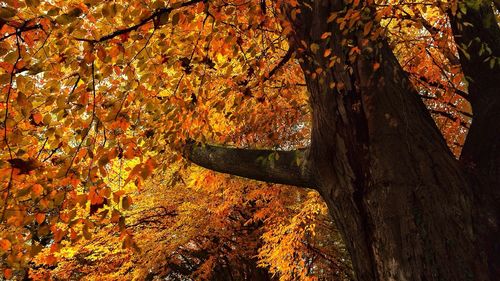 Low angle view of tree branches