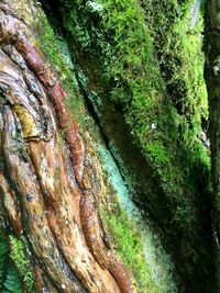 Close-up of tree trunk