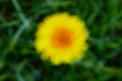 Close-up of flowers against blurred background