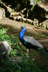 Close-up of peacock