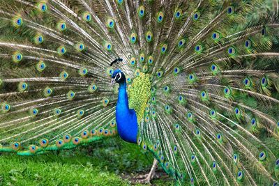 Close-up of peacock on field