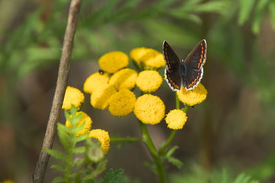 animal wildlife