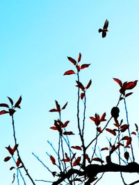 Low angle view of silhouette birds flying against sky