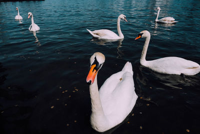 High angle view of swans swimming in lake