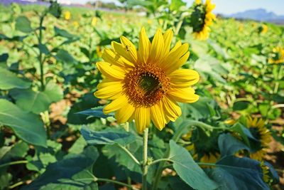 Close-up of sunflower