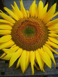 Close-up of sunflower