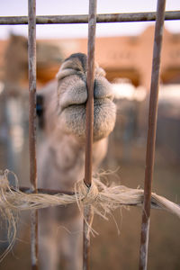 Photo of a caged camel taken at al ain camel market, abudhabi 