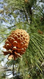 Close-up of flower growing on tree