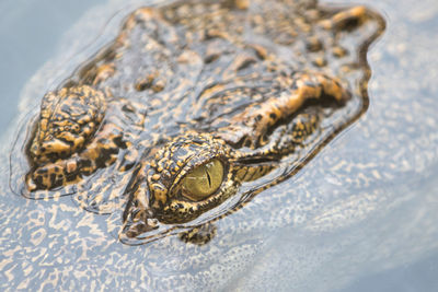 High angle view of a crocodile 