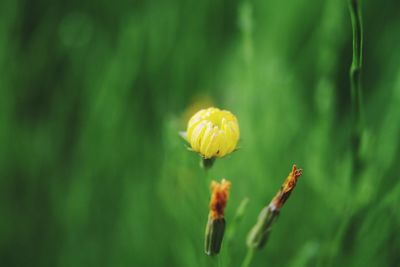 Close-up of yellow flowering plant