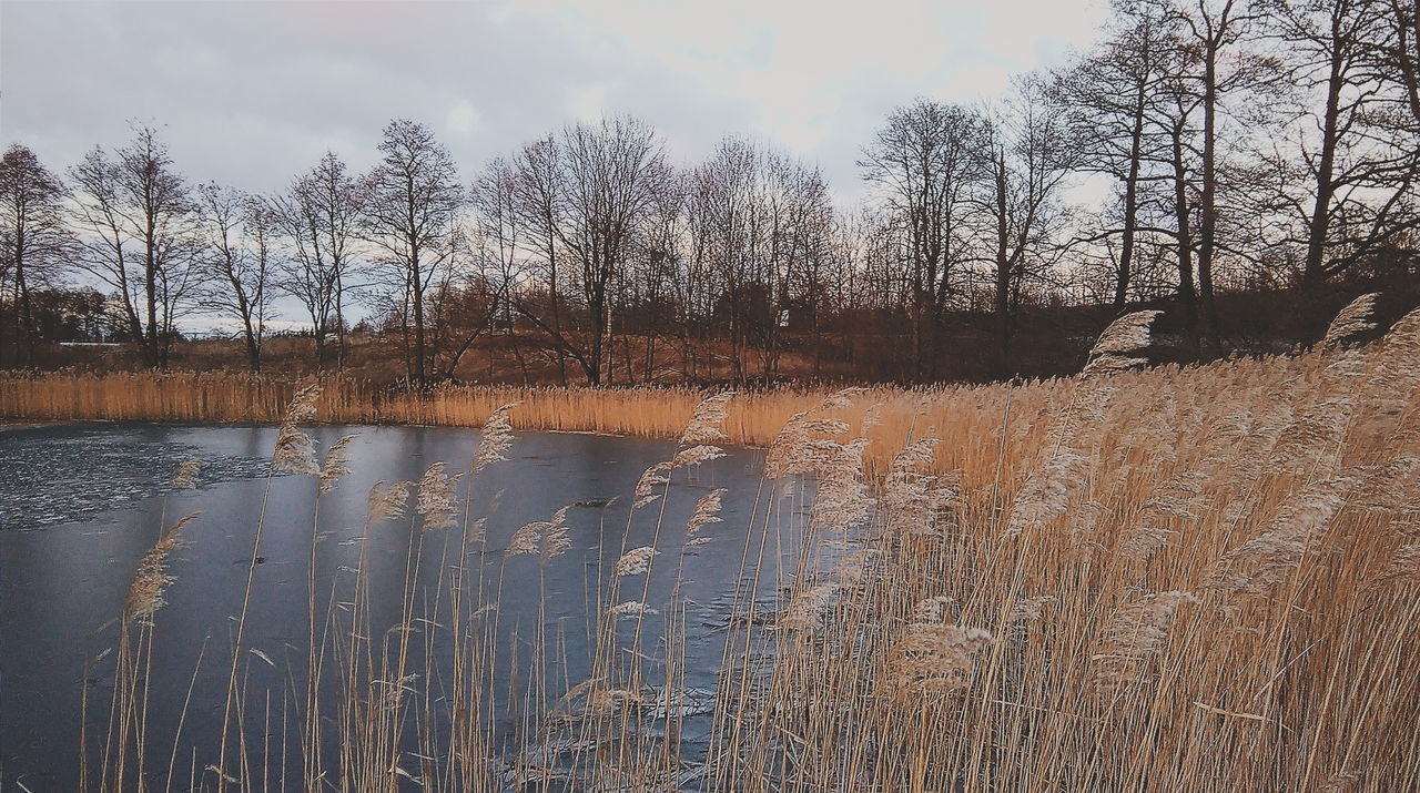 sky, water, tranquility, tranquil scene, tree, scenics, lake, nature, cloud - sky, beauty in nature, bare tree, reflection, growth, cloud, river, landscape, day, outdoors, plant, idyllic