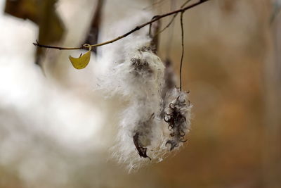 Close-up of plant hanging from twig