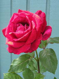 Close-up of wet pink rose blooming outdoors