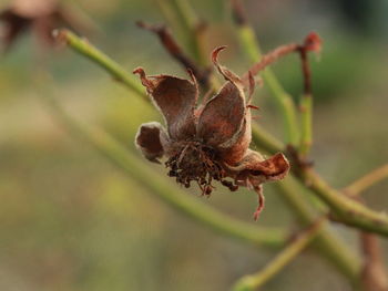 Close-up of wilted plant