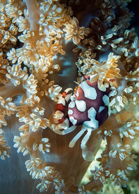 Close-up of coral in sea