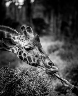 Close up of a giraffe receiving treats from a tourist