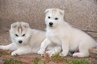 Portrait of two dogs