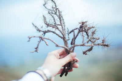 Close-up of hand holding flower against sky