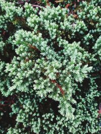 Close-up of plants against the sky