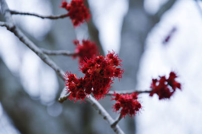 Close-up of red maple blossom against tree