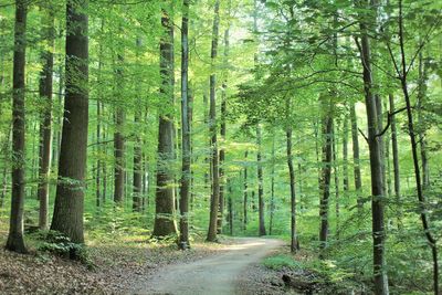 Scenic view of trees in forest