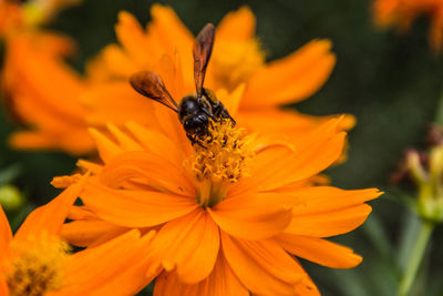 Close-up of bee on orange flower