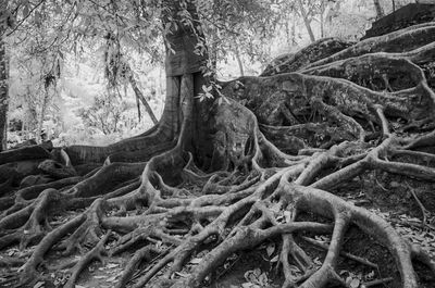 Close-up of tree