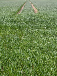 Full frame shot of grassy field