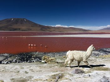 Sheep on shore against mountain range