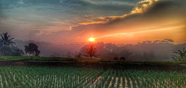 Scenic view of field against sky during sunset