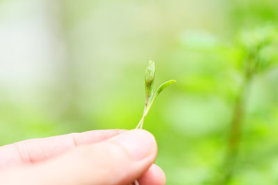 Close-up of hand holding small plant