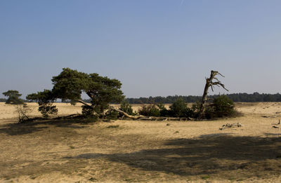 Trees on sand against sky