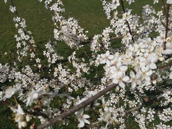 Close-up of white cherry blossoms in spring