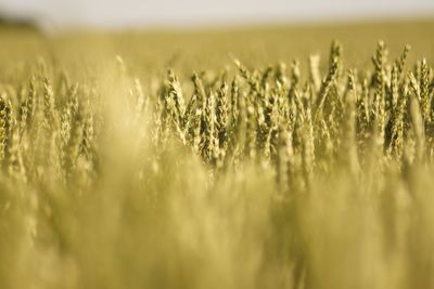 Close-up of wheat field