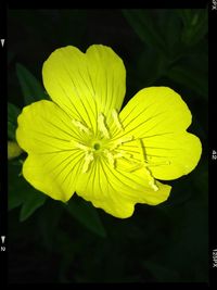 Close-up of yellow flower