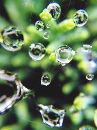 Close-up of water drops on leaf