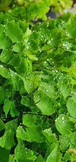 Full frame shot of wet leaves