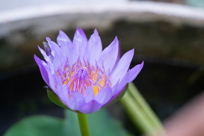 Close-up of purple crocus