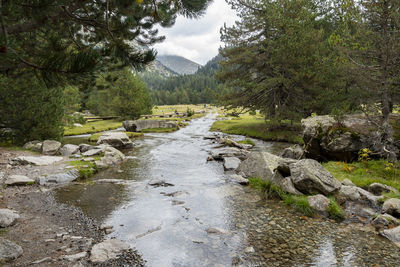 River flowing through rocks in forest