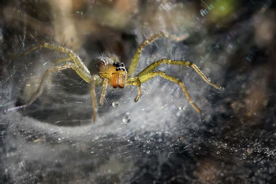 Close-up of spider on web