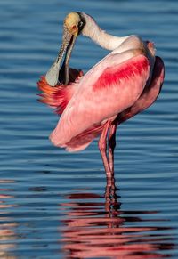 Bird in a lake