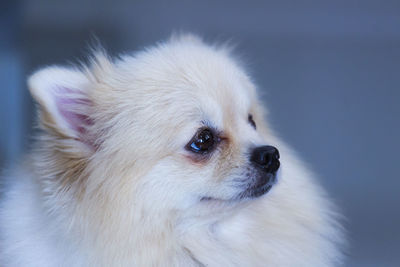 Close-up of a dog looking away