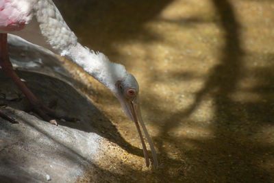 Close-up of fish in sea